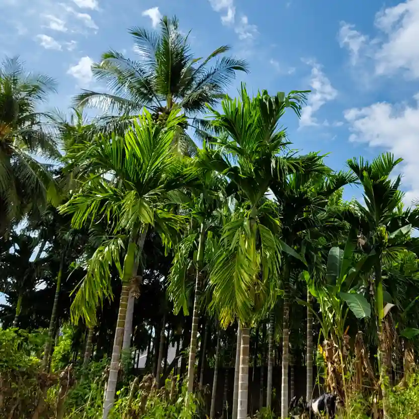 Üppige grüne Palmen unter einem blauen Himmel mit verstreuten Wolken, umgeben von dichter Vegetation.