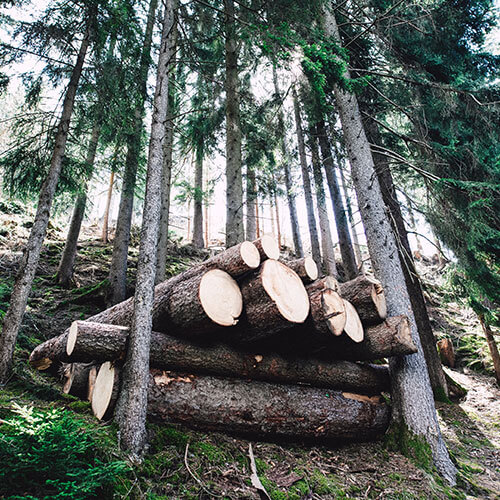 Wälder für immer für alle