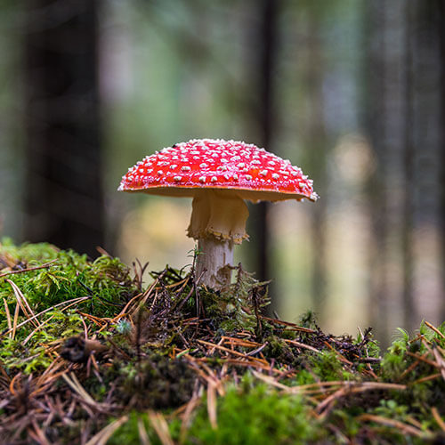 Das Ökosystem Wald besitzt eine Vielfalt an Funktionen