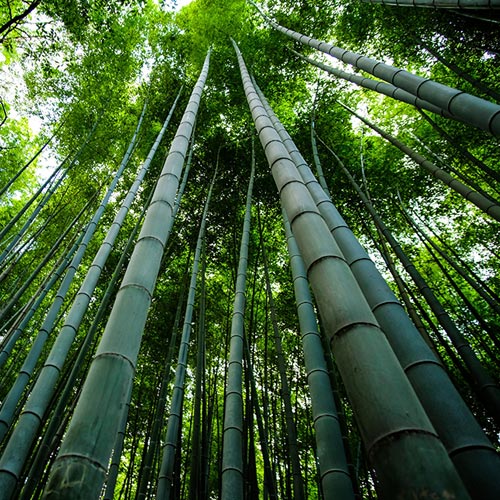 Bambus, das grüne Gold