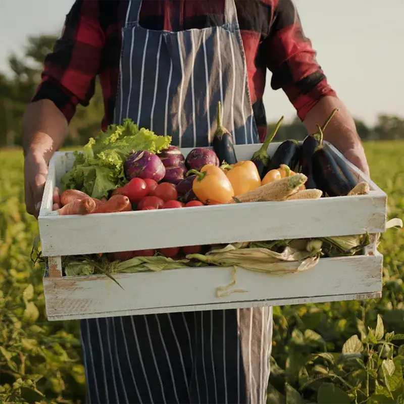 Person hält eine Holzbox mit verschiedenen frischen Gemüse, einschließlich Salat, Tomaten, Mais und Paprika in einem Feld.