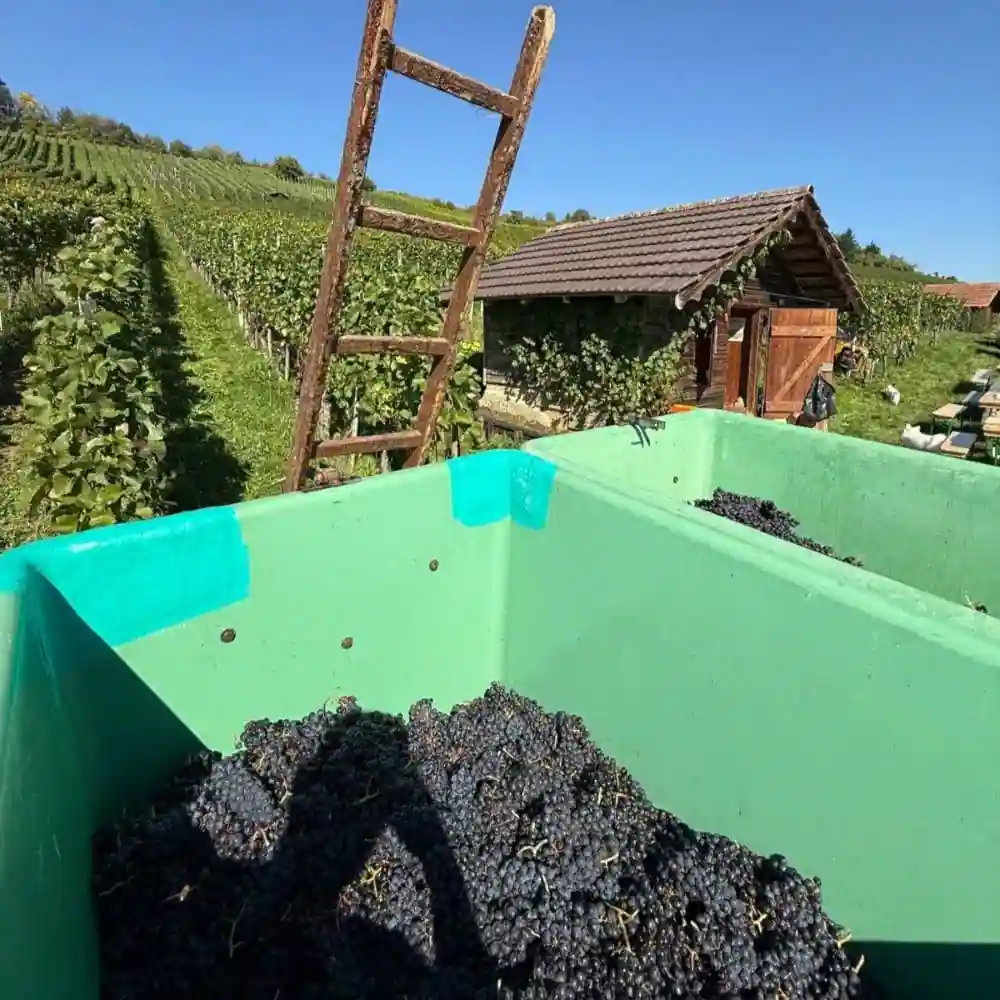 Green bins filled with black grapes in a vineyard, with a wooden ladder and a shed in the background under a clear blue sky.