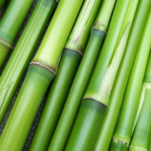 Close-up of several green bamboo stalks arranged together, showcasing their smooth texture and segments.