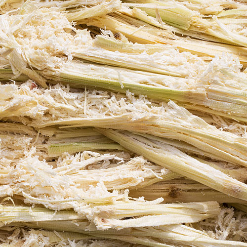 faserigen Pflanzenreste werden als Bagasse bezeichnet bagassefasern-zuckerrohr