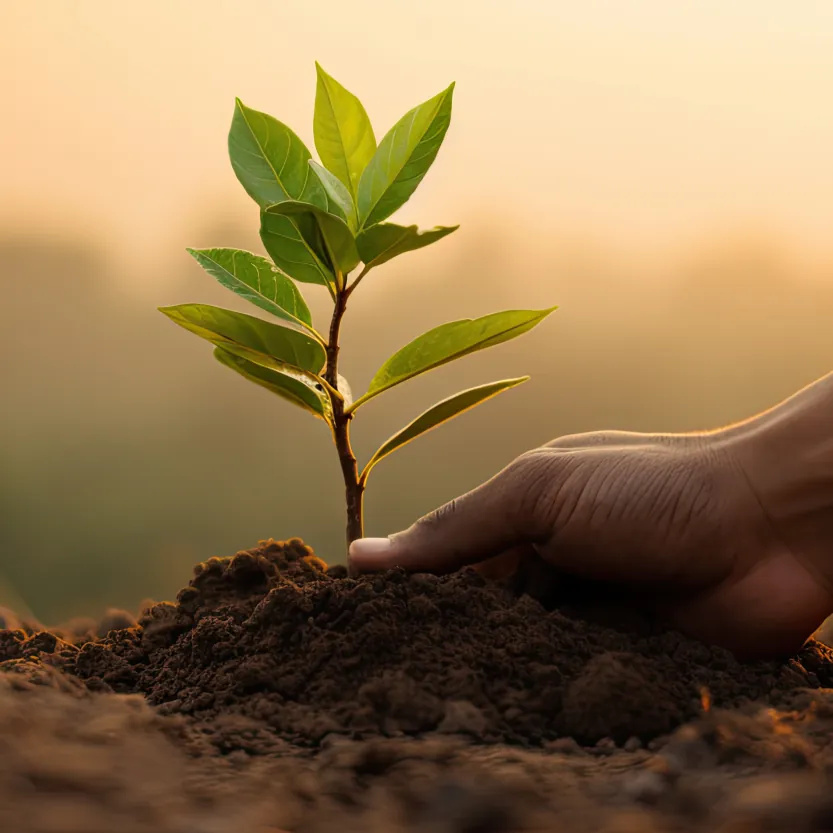 A hand gently planting a young green plant in dark, rich soil during sunset.