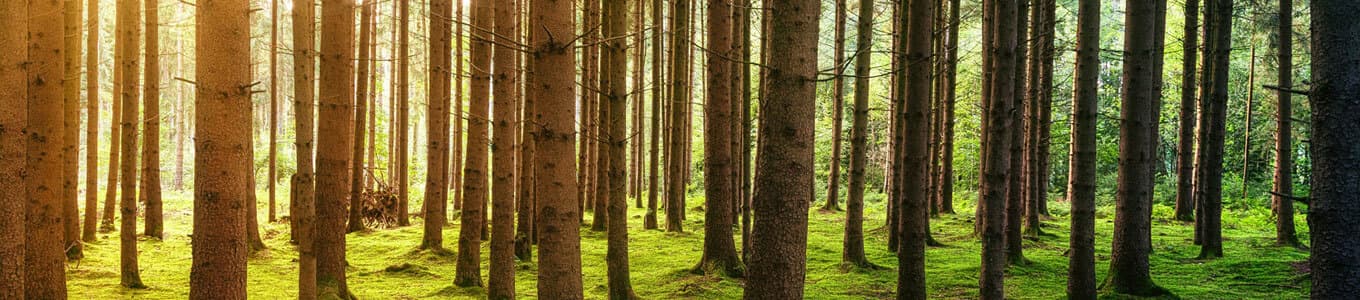 Nachhaltige Forstwirtschaft Banner