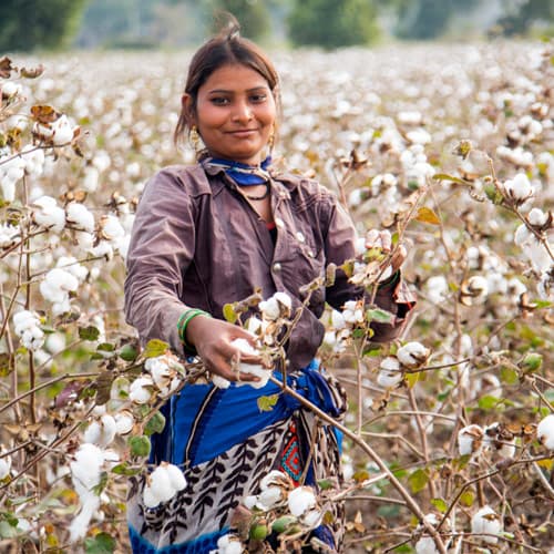 Erntehelfer aus Indien