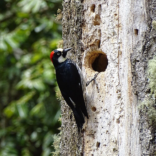 Der Wald bietet Tieren einen Lebensraum